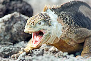 Picture 'Eq1_30_08 Galapagos Land Iguana, Iguana, Galapagos, Plazas'